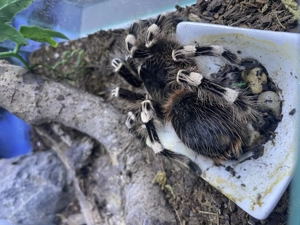 Weißknievogelspinne adult Weibchen mit Terrarium 