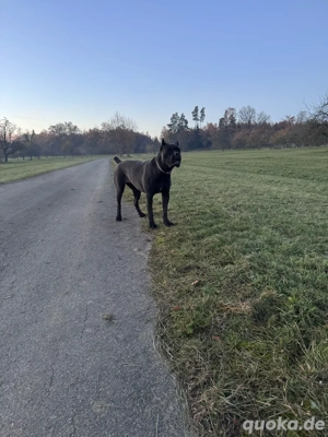 Verkaufe eine Cane Corso Hündin