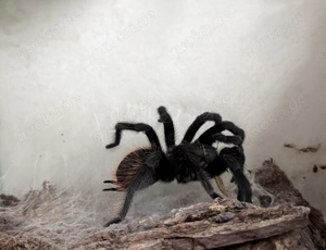 Tliltocatl verdezi, männlich 