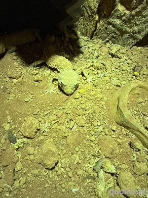 nephrurus amyae 2 Pärchen