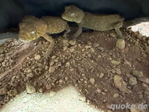 nephrurus amyae 2 Pärchen Bild 3