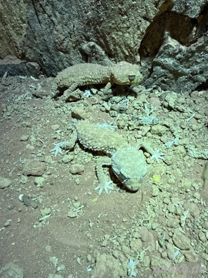 nephrurus amyae 2 Pärchen Bild 2