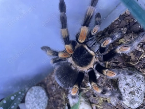 RotknievogelSpinne Weibchen adult