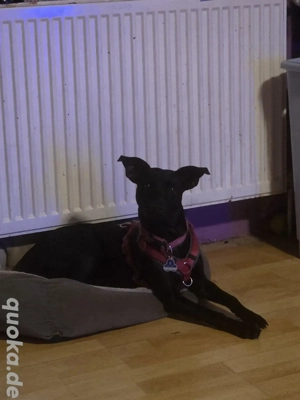 wir erwarten labradenkos 