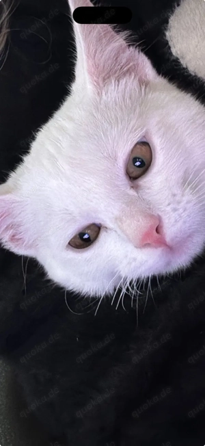 Angora Türkisch Kurzhaar