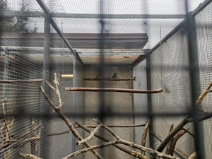 1.1 Morhenkopfpapageien von 2023 mit DNA und Herkunftsnachweis 