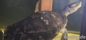 Rotbauchspitzkopfschildkröten Pärchen abzugeben