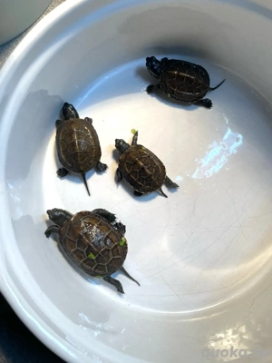 Mauremys reevesii NZ 2024