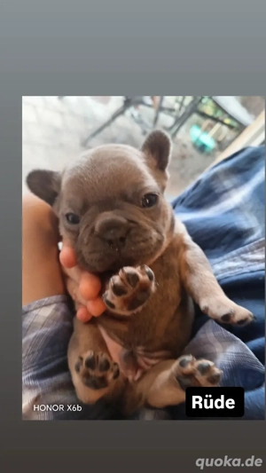 Französische Bulldogge Welpen ab Dezember abzugeben  Bild 4