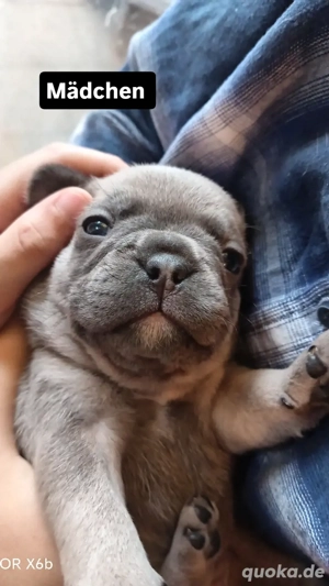 Französische Bulldogge Welpen ab Dezember abzugeben  Bild 2