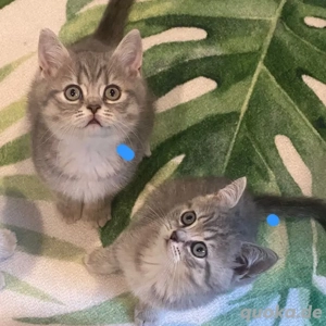Britisch Kurzhaar   2 Kitten frei Mädchen 