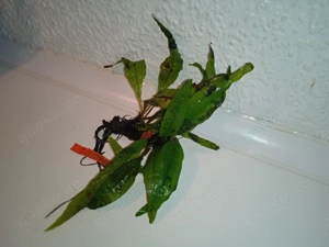 Verschiedene große Javafarn (Microsorum pteropus) Bild 7