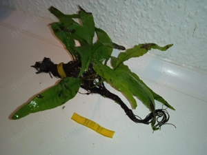 Verschiedene große Javafarn (Microsorum pteropus) Bild 3