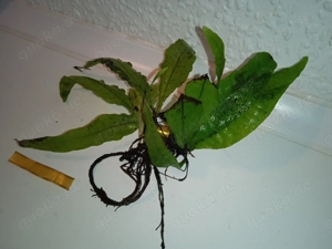 Verschiedene große Javafarn (Microsorum pteropus) Bild 9