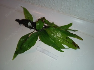 Verschiedene große Javafarn (Microsorum pteropus) Bild 5