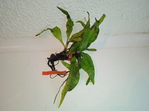 Verschiedene große Javafarn (Microsorum pteropus) Bild 8