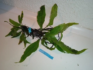 Verschiedene große Javafarn (Microsorum pteropus)