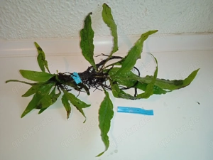 Verschiedene große Javafarn (Microsorum pteropus)