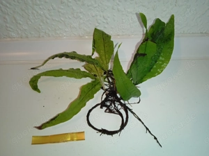 Verschiedene große Javafarn (Microsorum pteropus) Bild 10