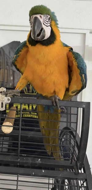 Gelbbrustara 8 Monate Alt Handzahm Männchen