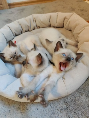 Reinrassige Siam kitten in blue& Sealpoint 