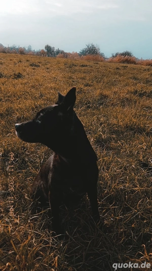 Gebe meine hündin ab 