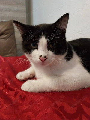Süßer Kater sucht neues zuhause   
