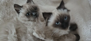 Kater Ragdoll Mix 4.7.25 geimpft 