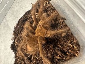 Theraphosa Blondi 1.0.1