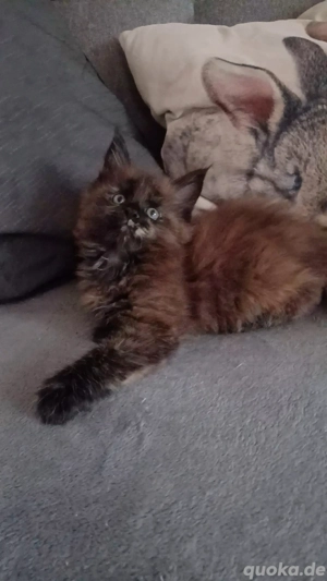 Maine coon Kitten suchen...