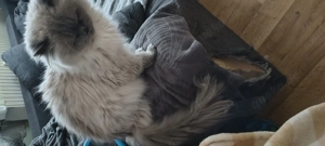 Persee Mix Kater kastriert geimpft gechipt 3 jahr