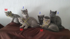 Wunderschöne BKH Kitten (Junge)
