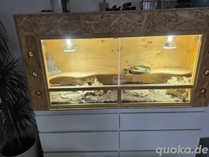 2 Bartagamen mit Terrarium zu verkaufen