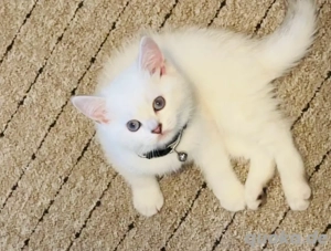 Reinrassige BKH-Kitten (Blue-Silver-Shaded) suchen ab dem 05.11. ein neues Zuhause