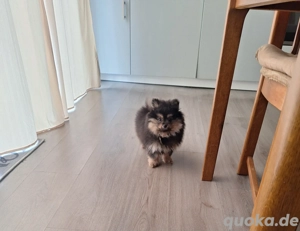 pomeranian zwergspitz rüde