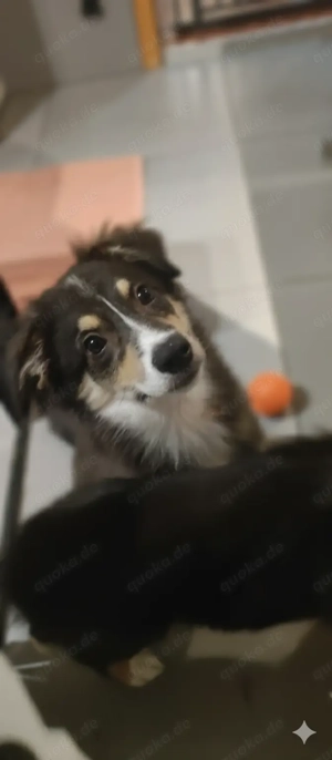 Süßer kleiner Aussi-Border-Mix sucht Familie