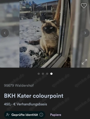 Britisch Kurzhaar Kater 