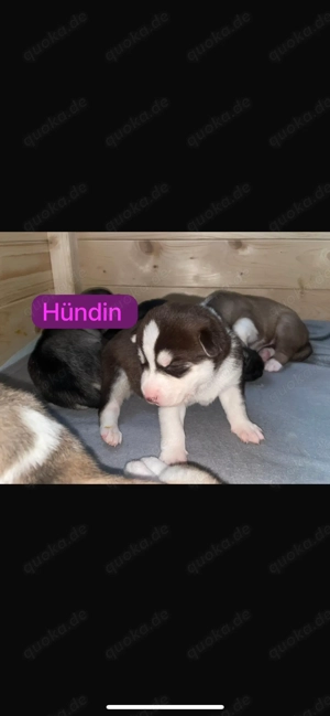 Husky Schäferhund mix welpen