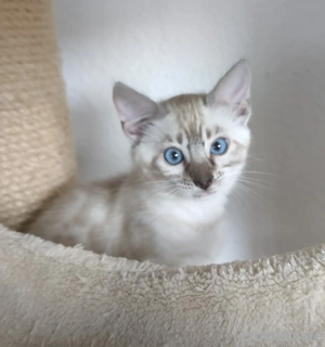bengal kitten snow lynx katerchen