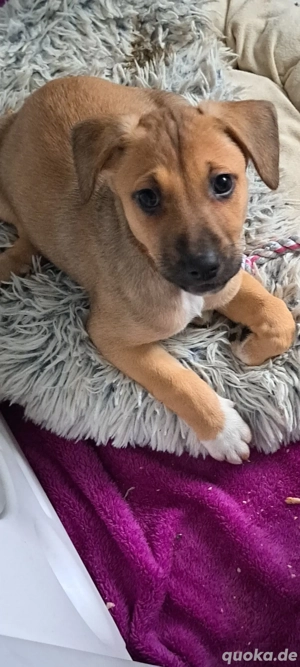 Nur noch 2 border collie mix weibchen zu vergeben 