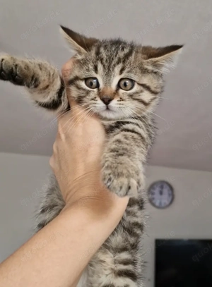 Britisch kurzhaar BKH Babykatzen 3 Monate alt 
