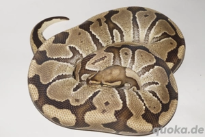 0.1 Vanilla 100% het Clown Königspython Python Regius 
