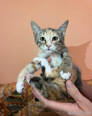 liebes Kätzchen sucht ein Zuhause