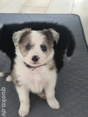 Border Collie Welpen mit Stammbaum aus Showlinie 