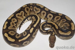 1.0 Wookie Yellow Belly Königspython,  Python Regius 