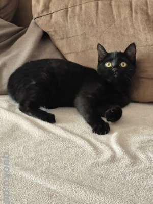 Kitten -sehr verschmust und menschenbezogen