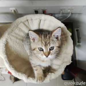 Wunderschöne bkh Kitten suchen neues Zuhause
