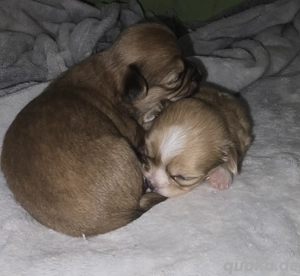 Chihuahua- Shih Tzu Welpen