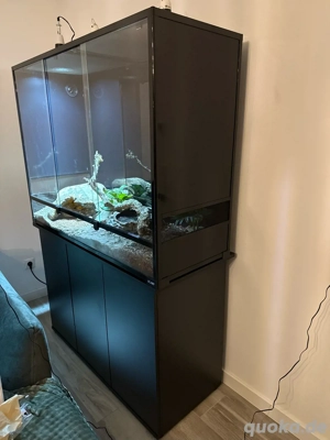  Königspython  Cinnamon   mit komplettem Terrarium & Zubehör abzugeben 