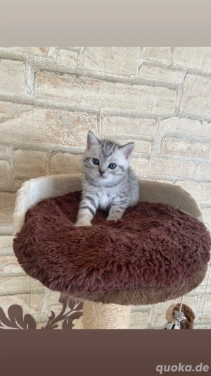 BKH babykatzen zu verkaufen